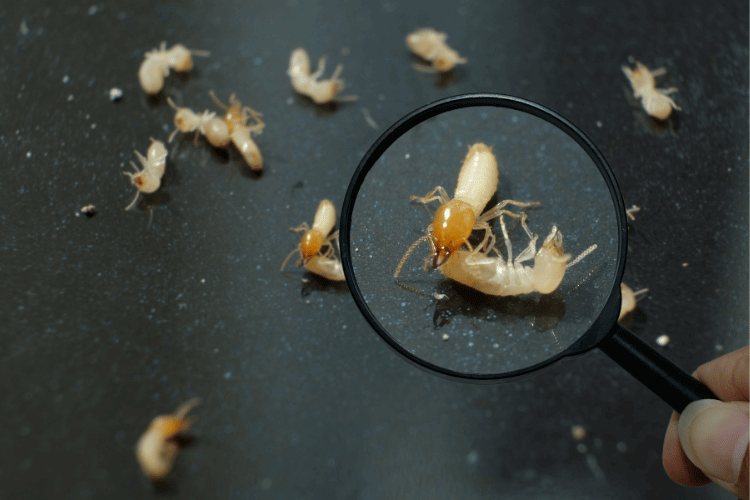 What Is Pre and Post Construction Anti Termite Control Treatment