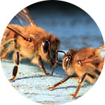 Bee Control Service Provider In Ghaziabad