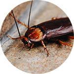 Cockroach Control Service