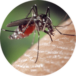 Mosquito Control Service Provider In Ghaziabad