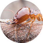 Termites Pest Control Service Provider