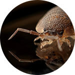 Bed Bugs Pest Control Service In Indore