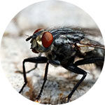 Fly pest control service In Indore