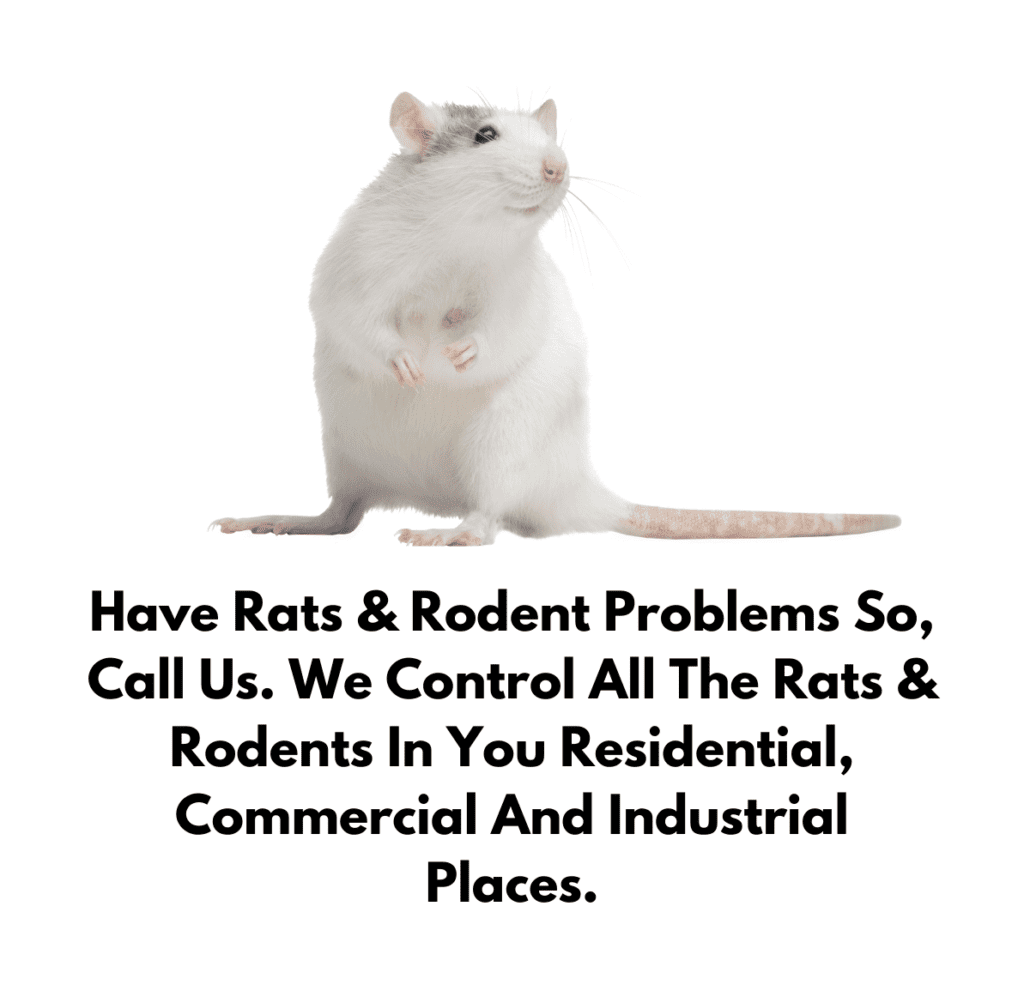 Rat & Mouse Control Service Pest Free Services