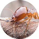 Termites Pest Control Service In Noida
