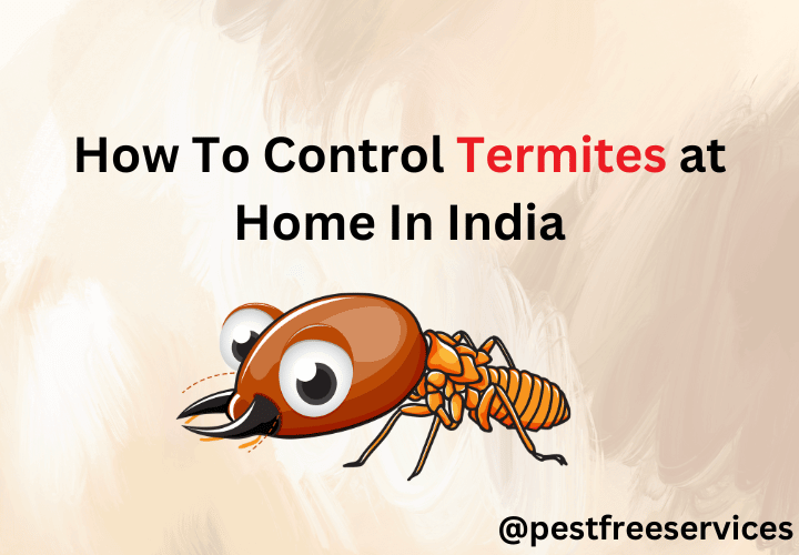 How To Control Termites at Home In India