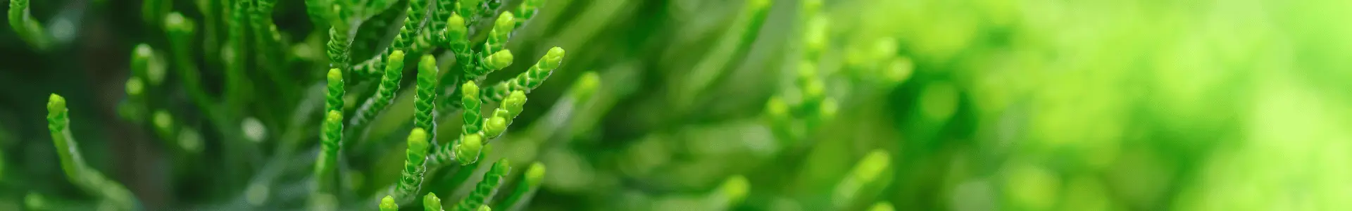 Animal Quarantine Certification Services By Pest Free Services