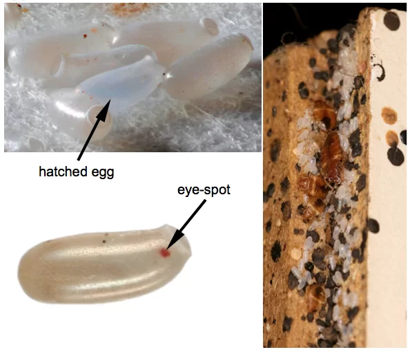 Bed Bugs Eggs