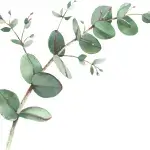 Cut Flowers and Foliage