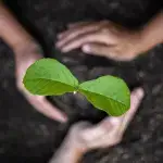 Plants for Planting