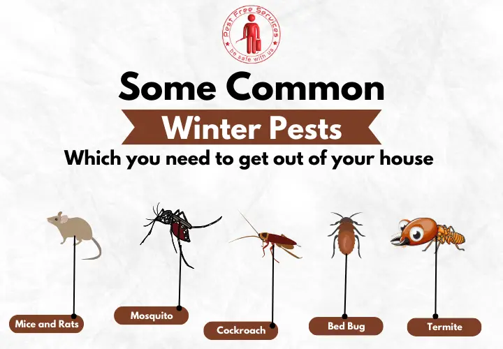 Some Common Winter Pests
