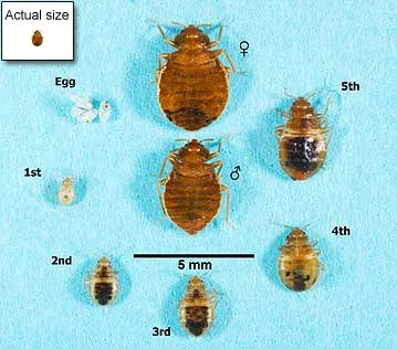 Life Cycle Of Bed Bugs