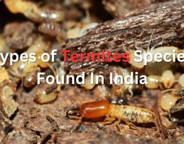 Types of Termites Species Found In India