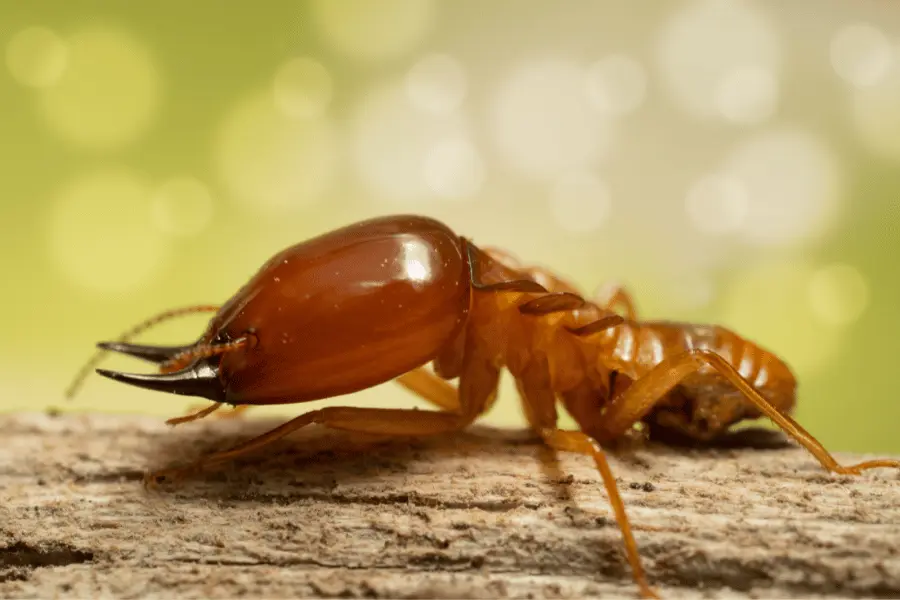 Which is the Best Termite Control Chemical in India?